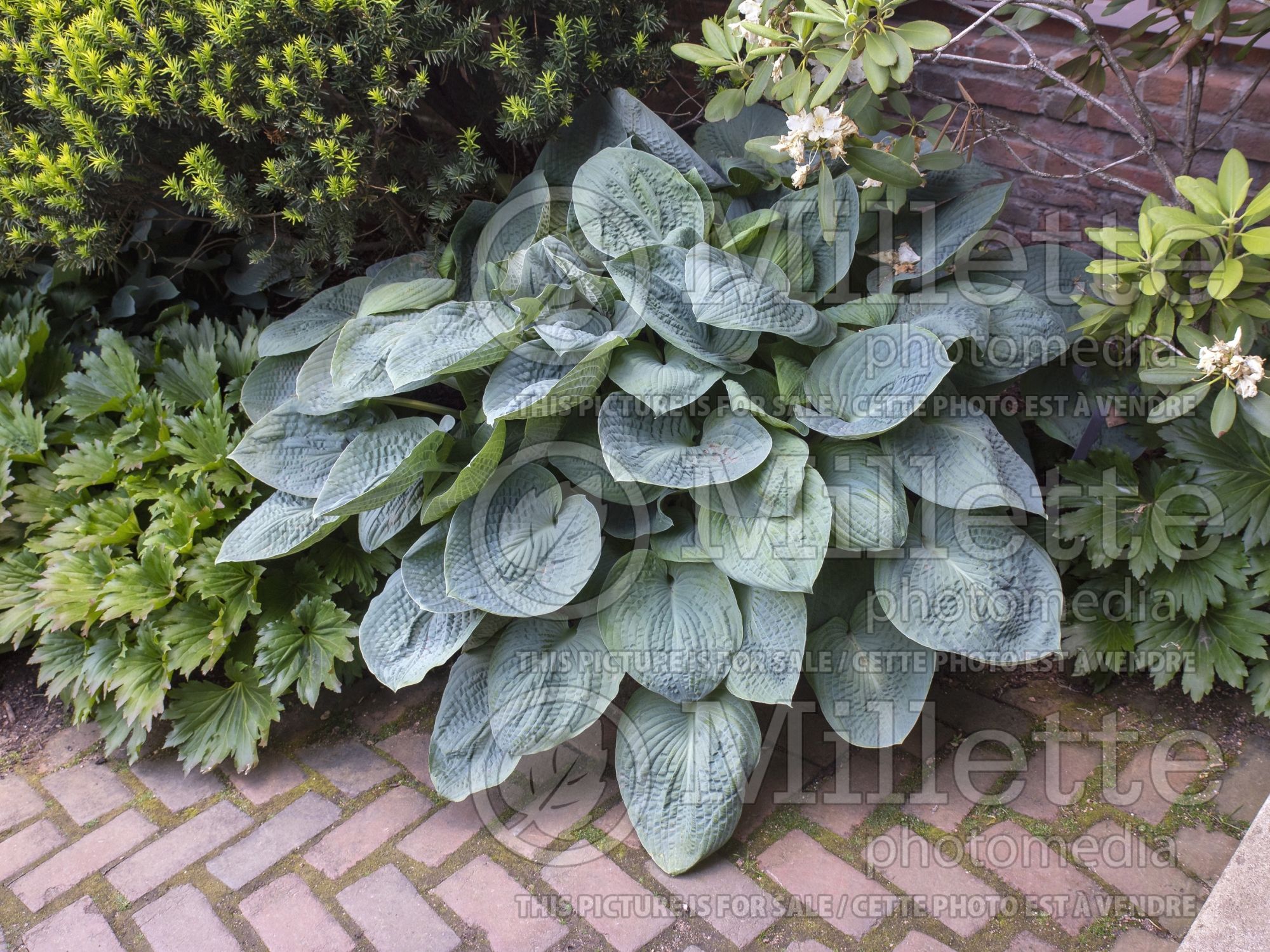 Hosta Big Daddy (Hosta funkia august lily) 8