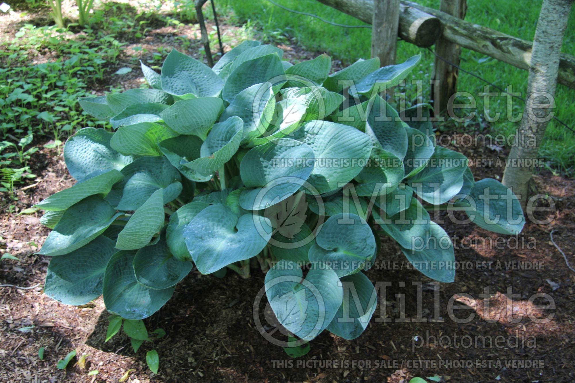 Hosta Big Daddy (Hosta funkia august lily) 7