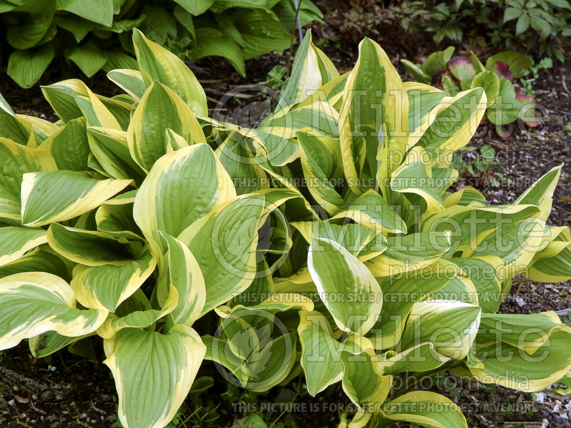 Hosta Bill Brinka (Hosta funkia august lily) 1