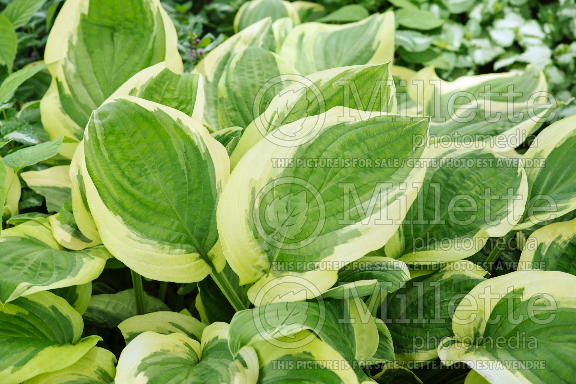 Hosta Blazing Saddles (Hosta funkia august lily) 2