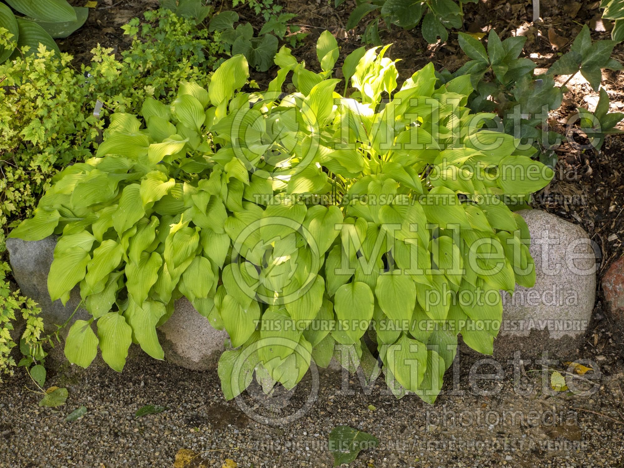 Hosta Blonde Elf (Hosta funkia august lily) 2