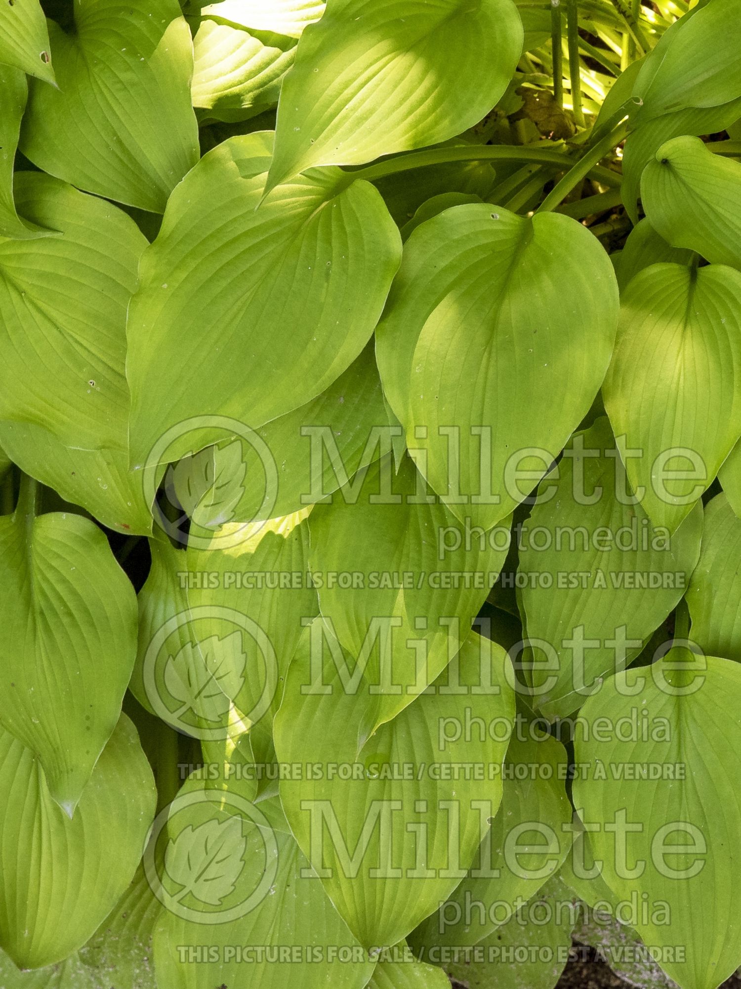 Hosta Blonde Elf (Hosta funkia august lily) 3