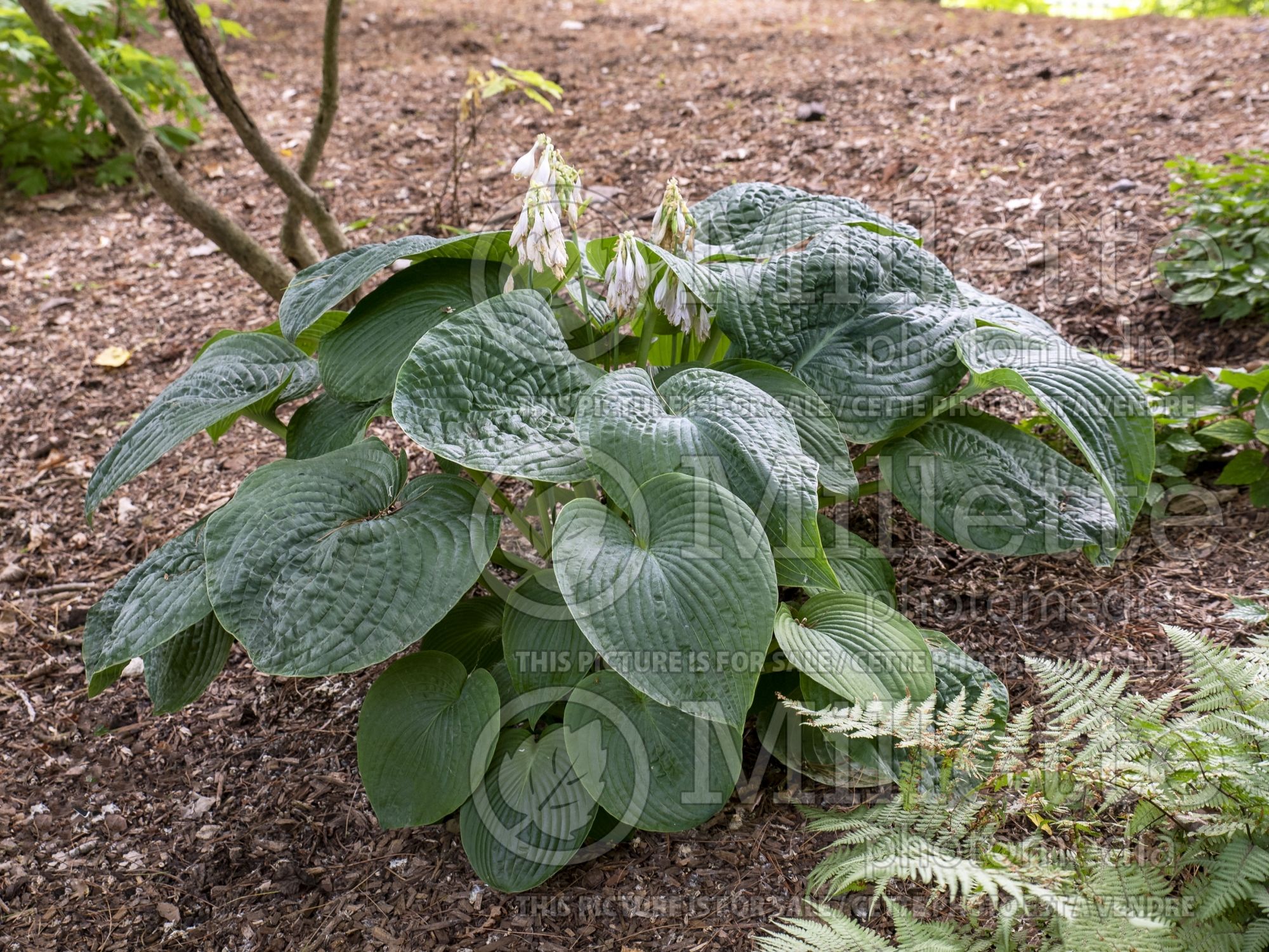 Hosta Blue Blazes (Hosta funkia august lily) 1