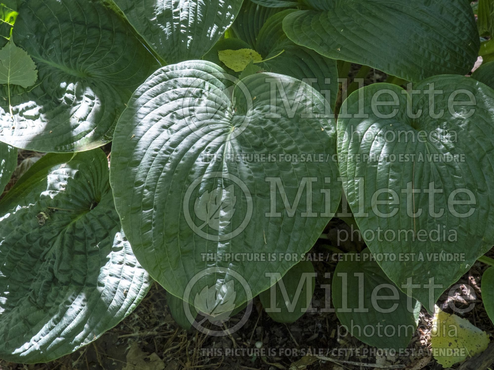 Hosta Blue Blazes (Hosta funkia august lily) 2