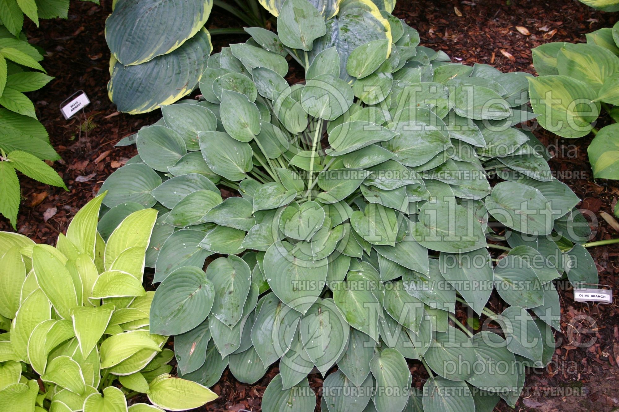 Hosta Blue Cadet (Hosta funkia august lily) 4
