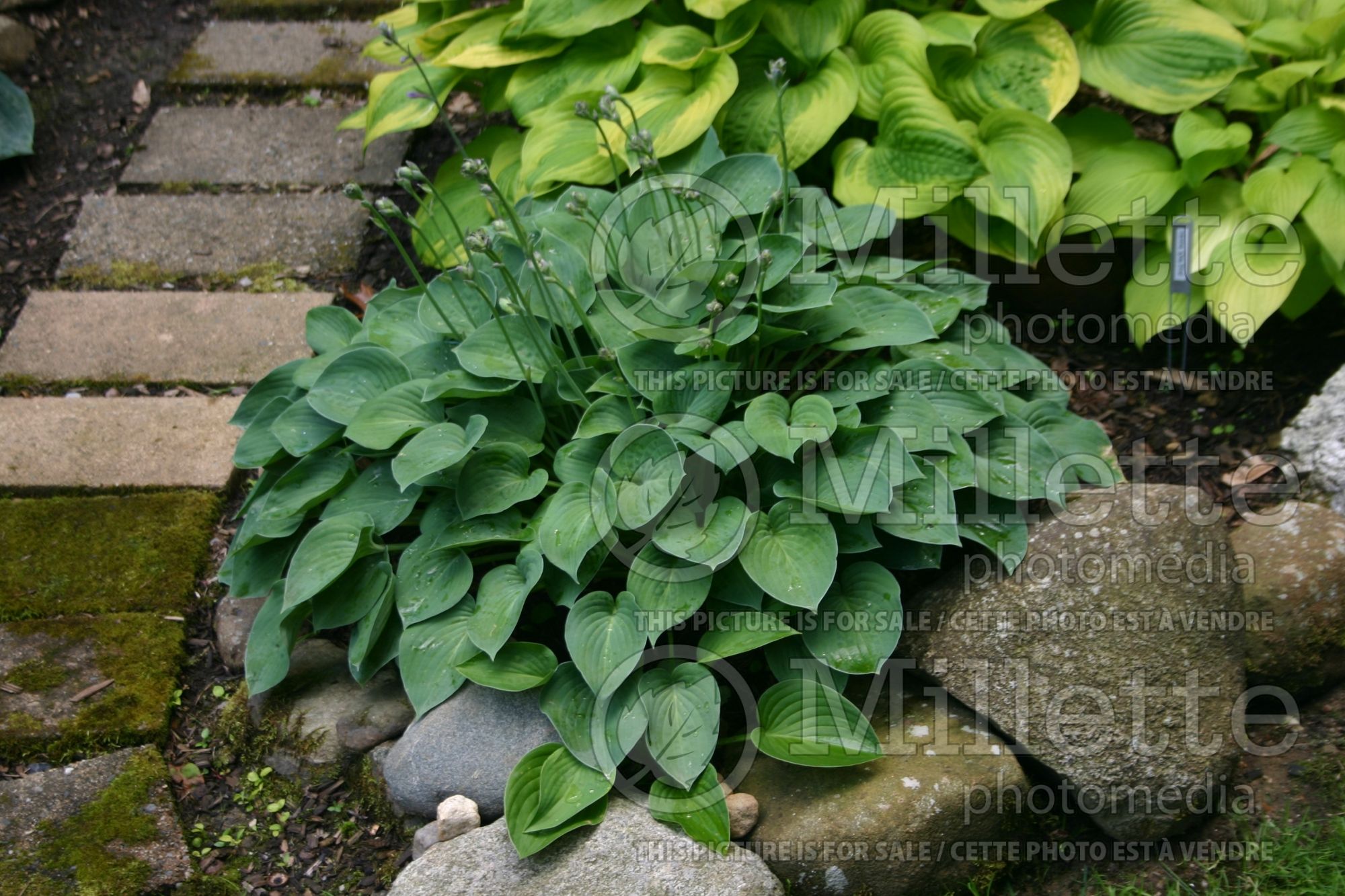 Hosta Blue Cadet (Hosta funkia august lily) 8