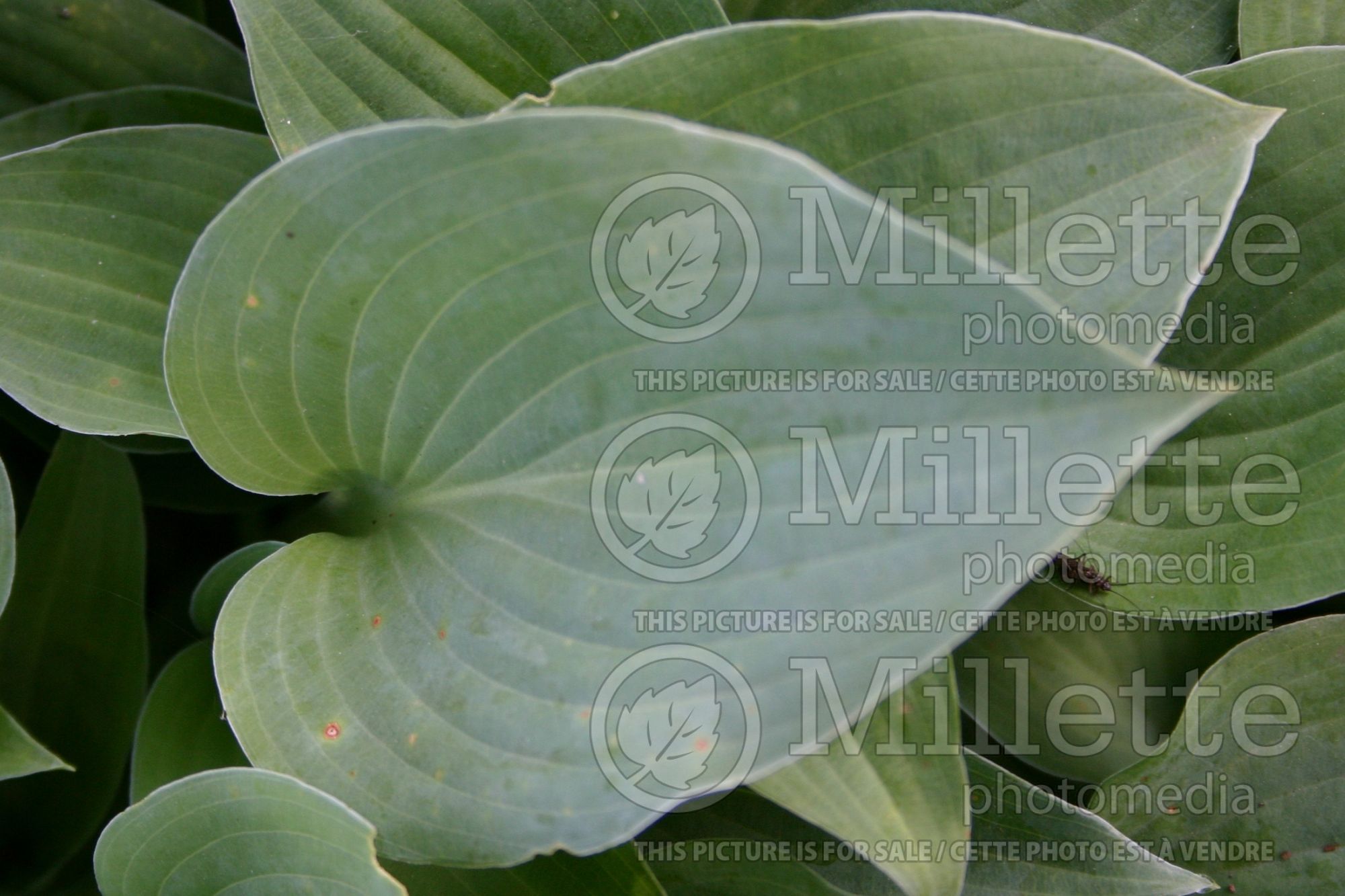 Hosta Blue Cadet (Hosta funkia august lily) 5