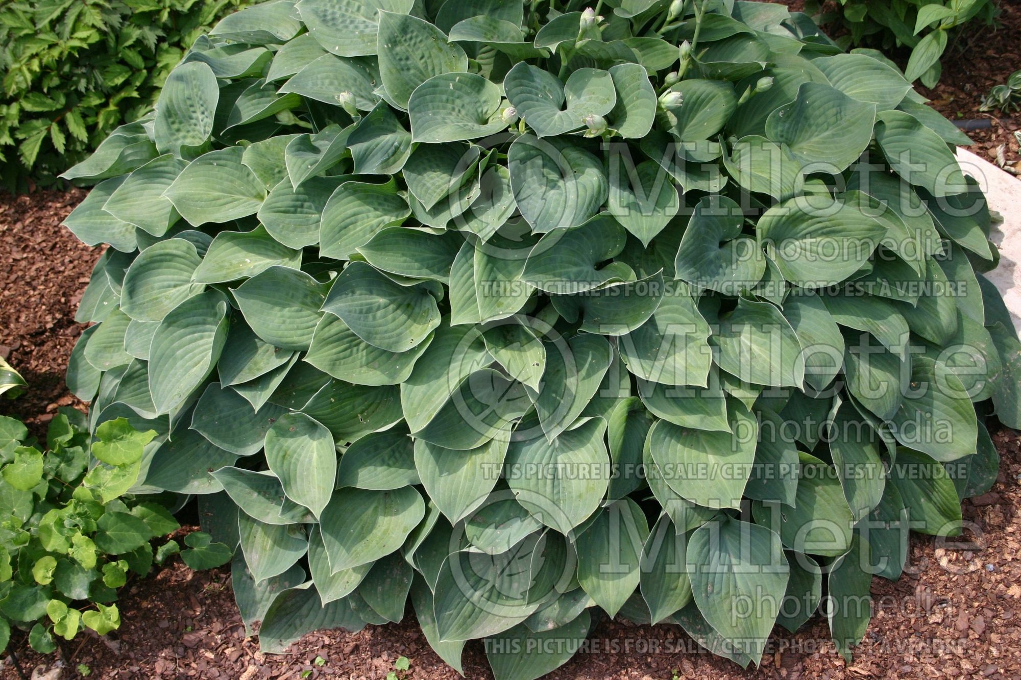 Hosta Blue Cadet (Hosta funkia august lily) 6