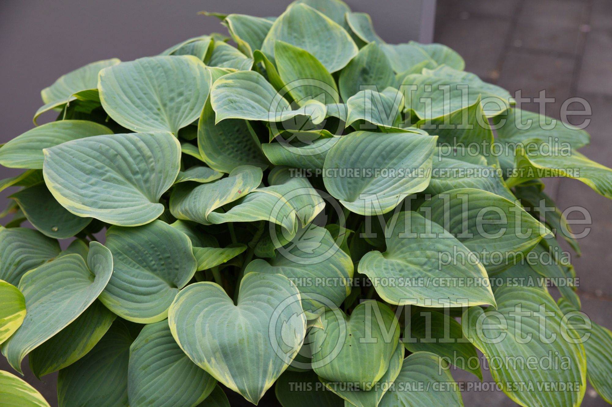 Hosta Blue Flame (Hosta funkia august lily) 2