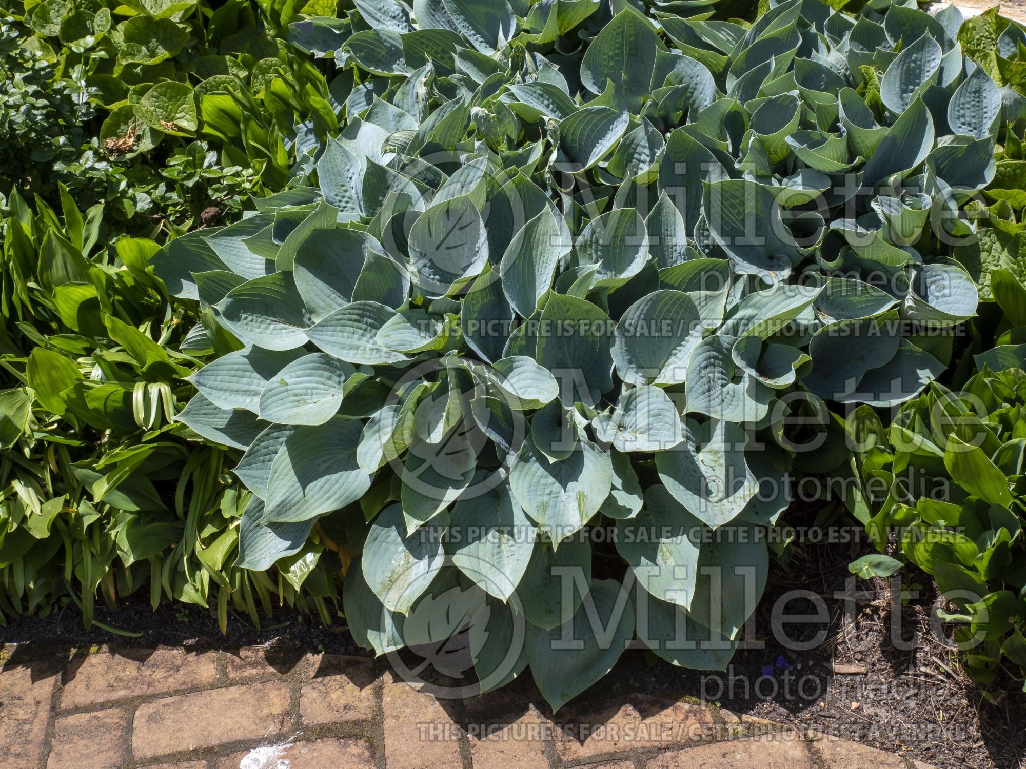 Hosta Blue Jay (Hosta funkia august lily) 3
