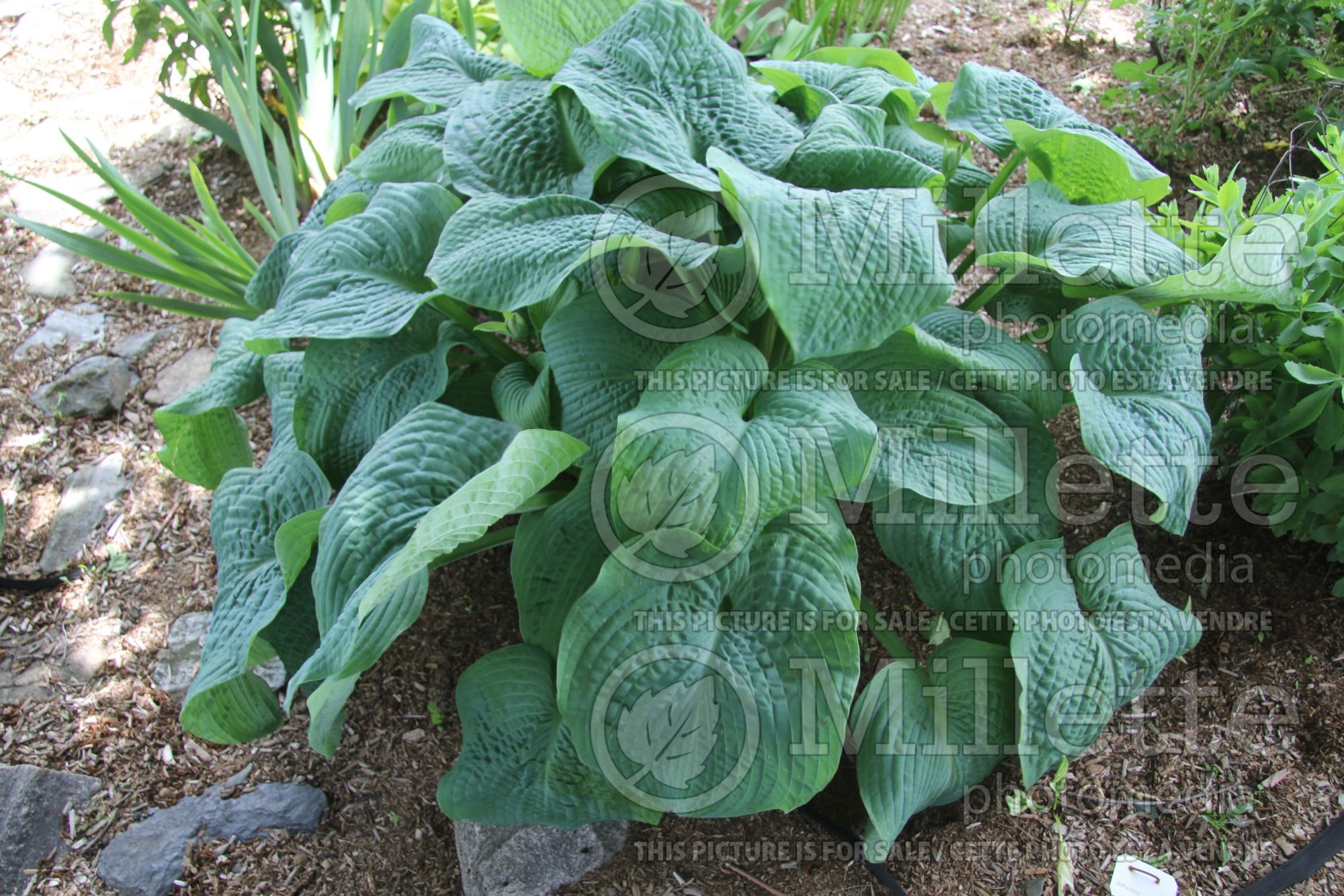 Hosta Blue Umbrellas (Hosta funkia august lily) 2