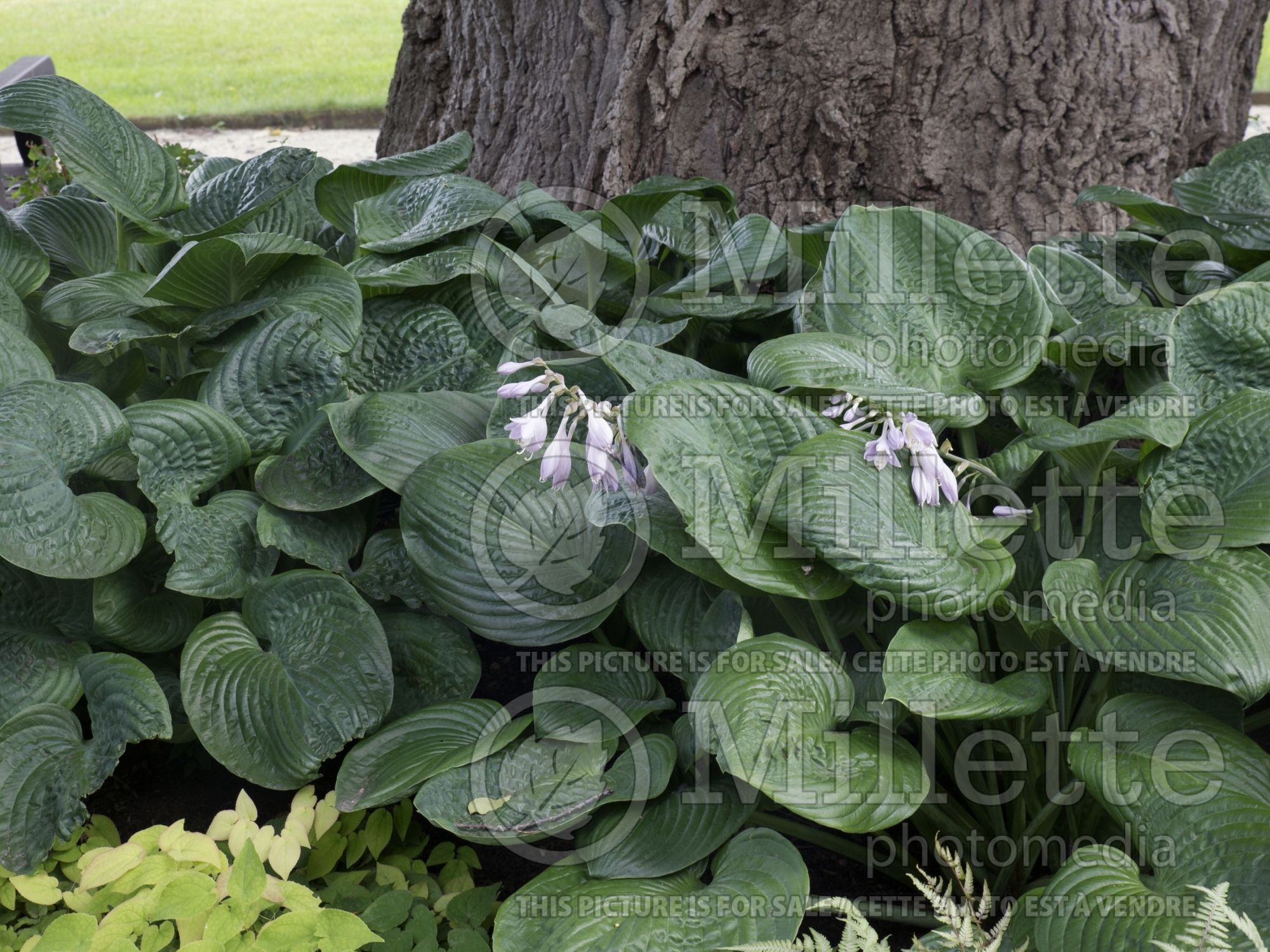 Hosta Blue Umbrellas (Hosta funkia august lily) 3