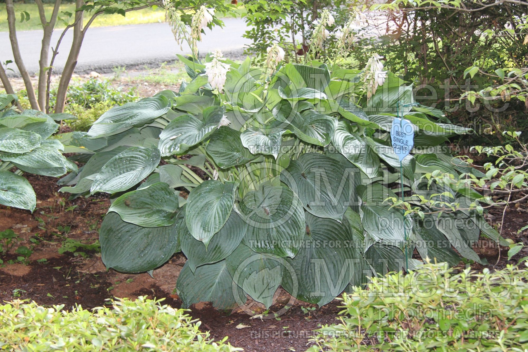 Hosta Blue Umbrellas (Hosta funkia august lily) 4