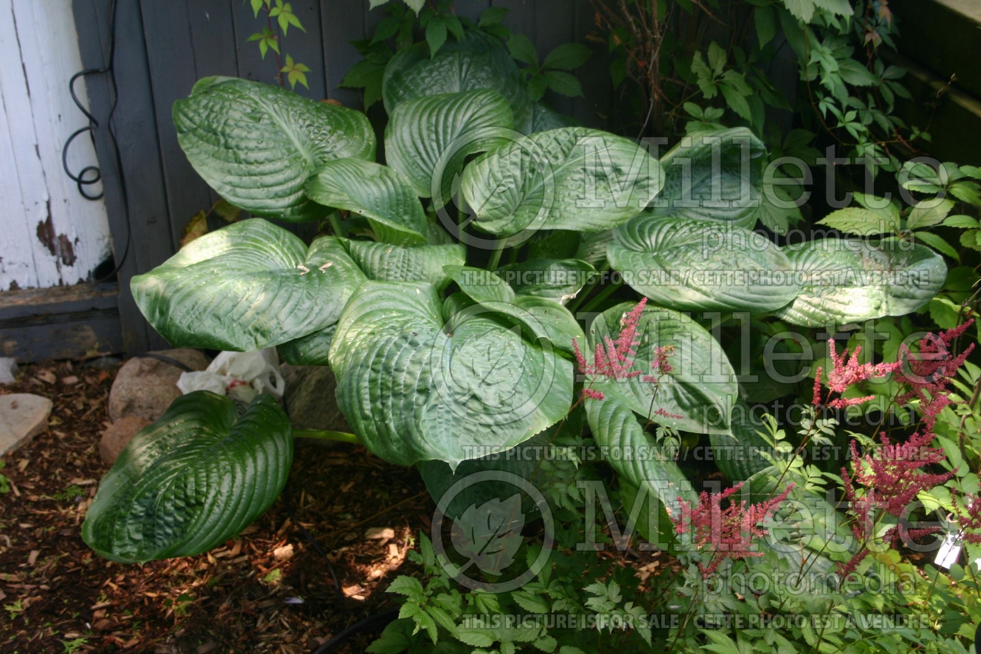 Hosta Blue Umbrellas (Hosta funkia august lily) 5