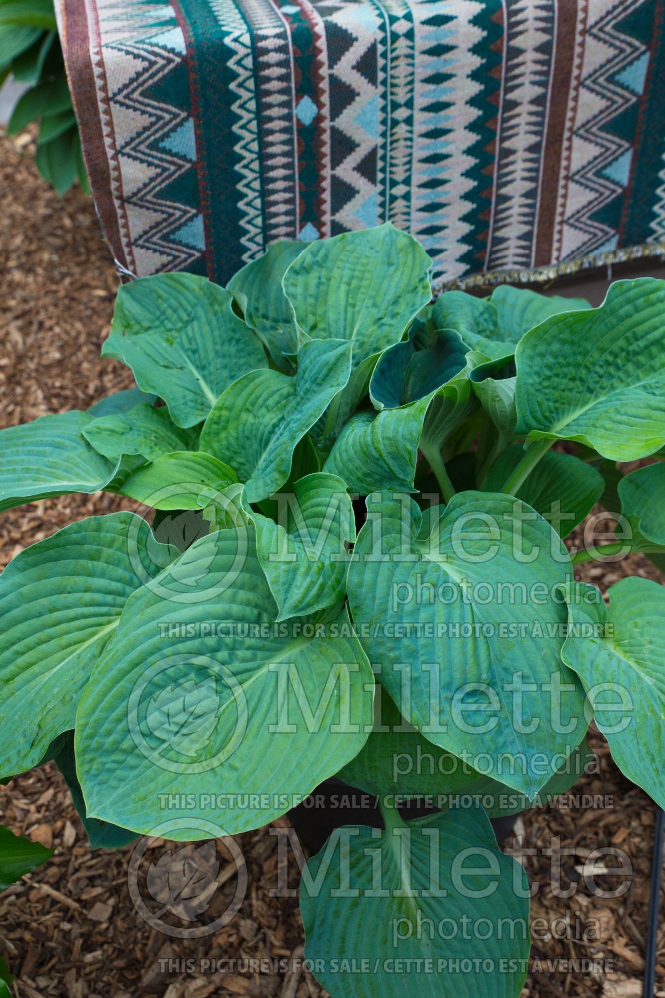 Hosta Bressingham Blue (Hosta funkia august lily) 5