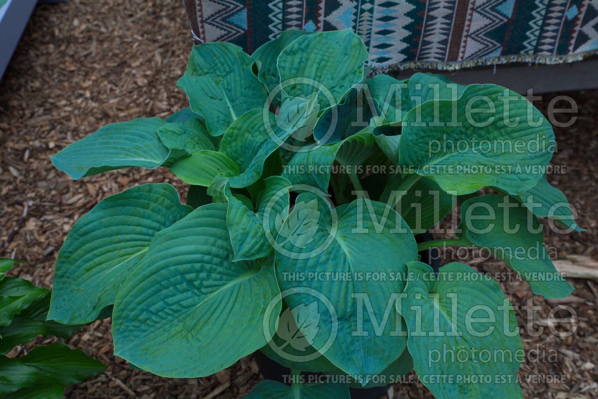Hosta Bressingham Blue (Hosta funkia august lily) 6