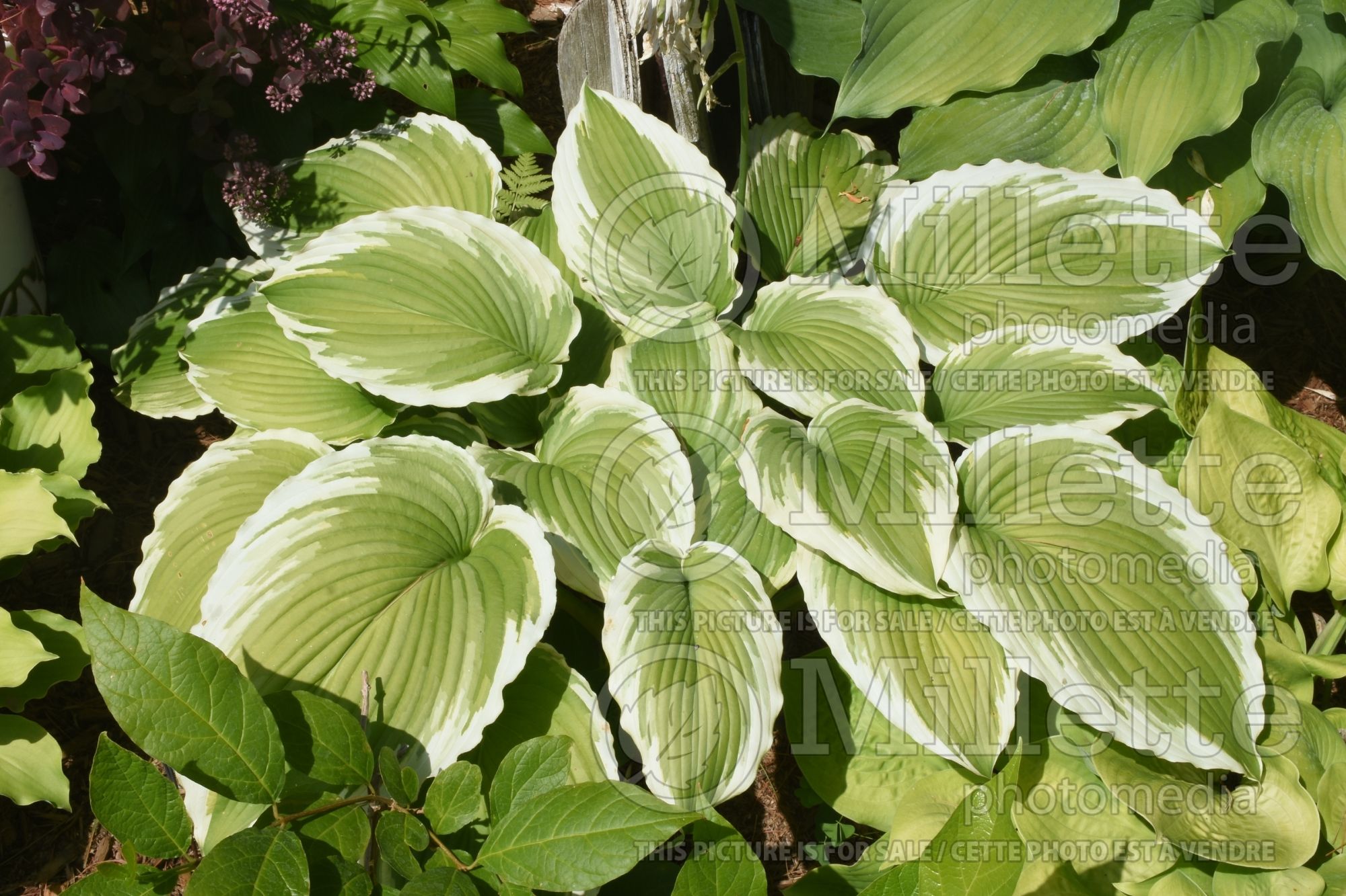 Hosta Bridal Falls (Hosta funkia august lily) 2