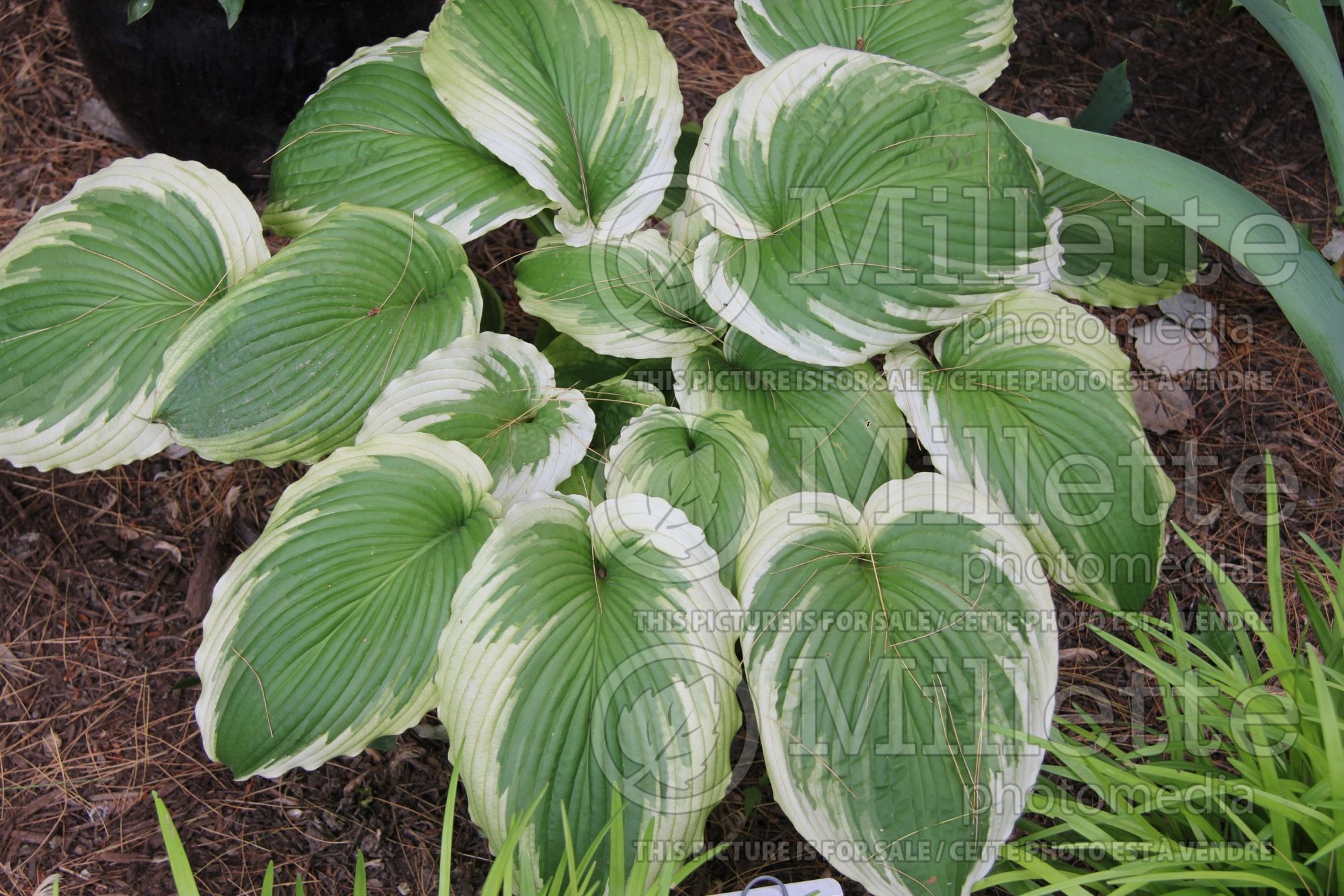Hosta Bridal Falls (Hosta funkia august lily) 1