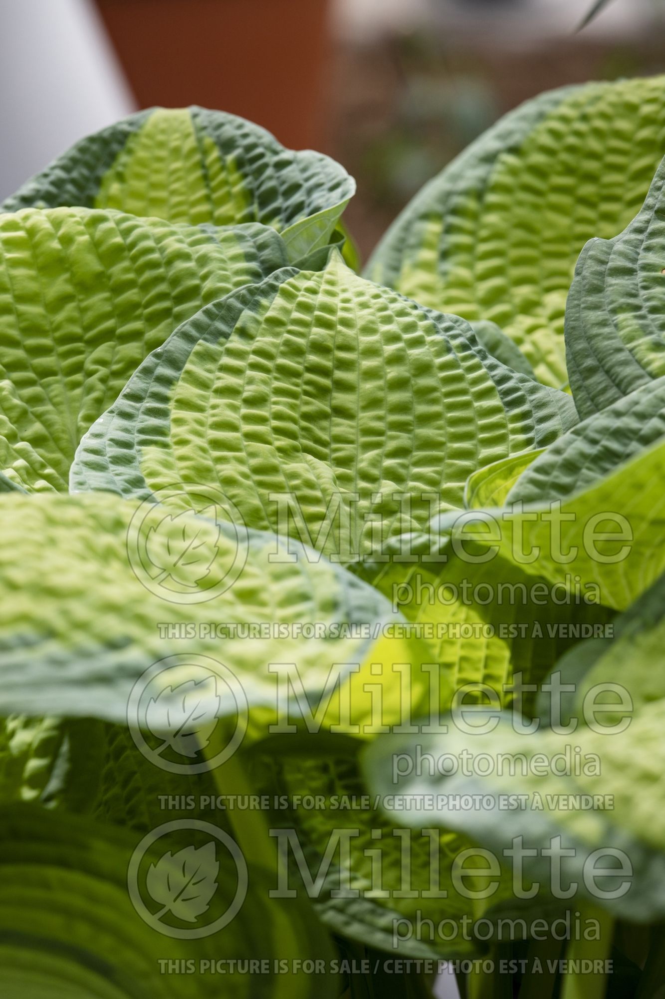 Hosta Brother Stefan (Hosta funkia august lily) 9