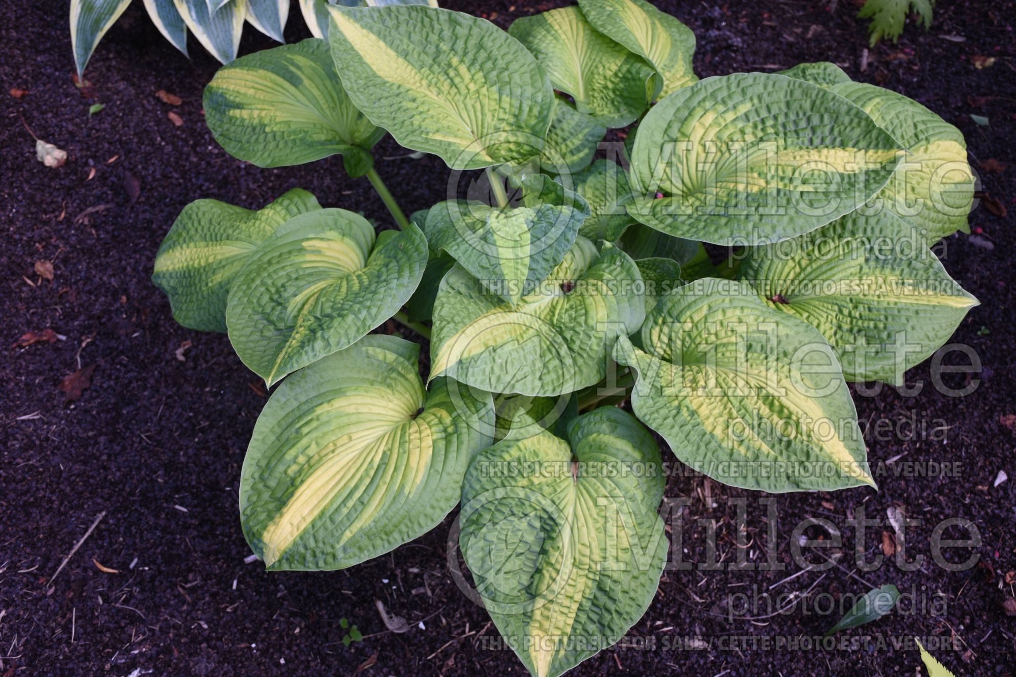 Hosta Brother Stefan (Hosta funkia august lily) 8