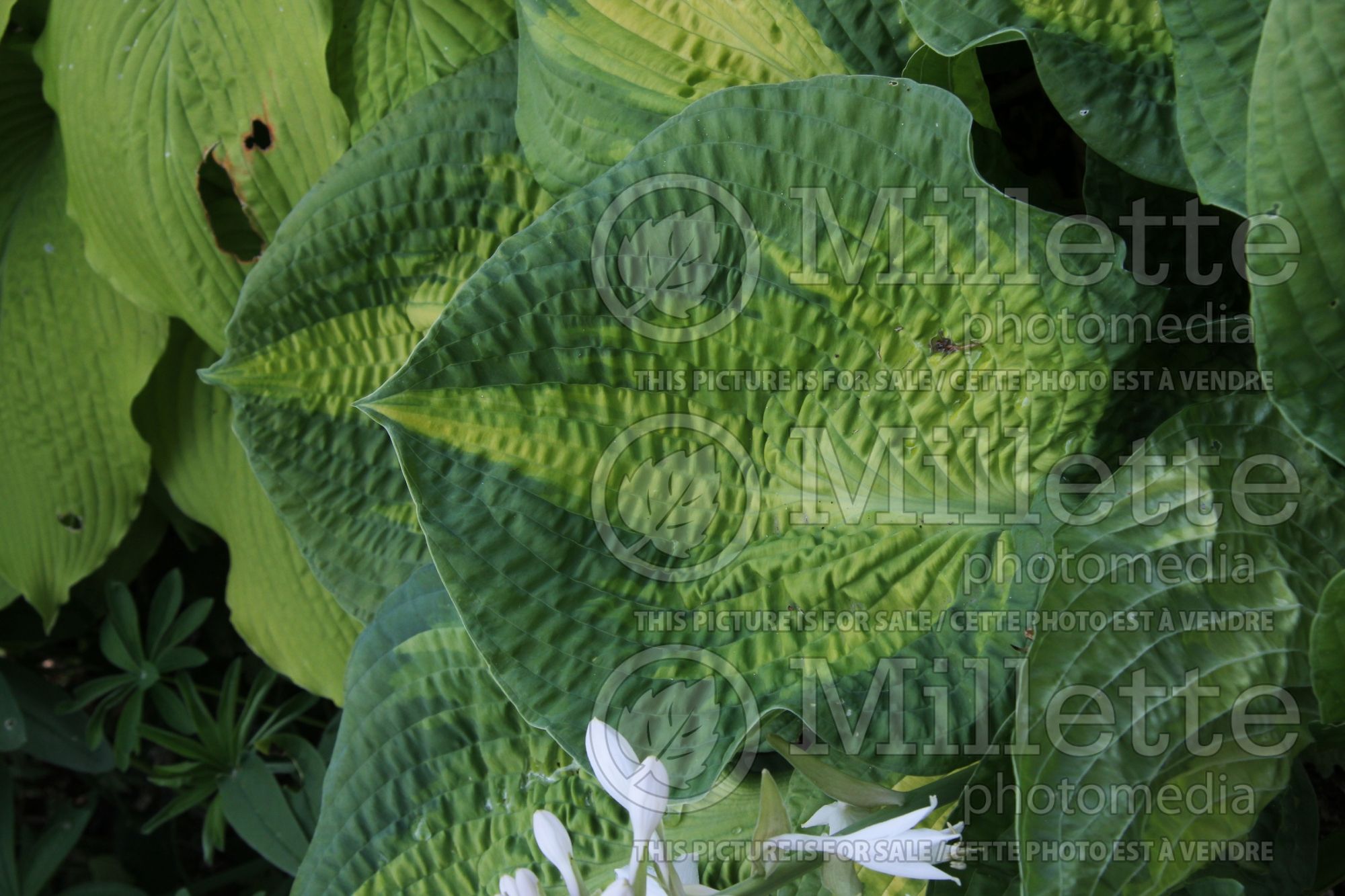 Hosta Brother Stefan (Hosta funkia august lily) 7