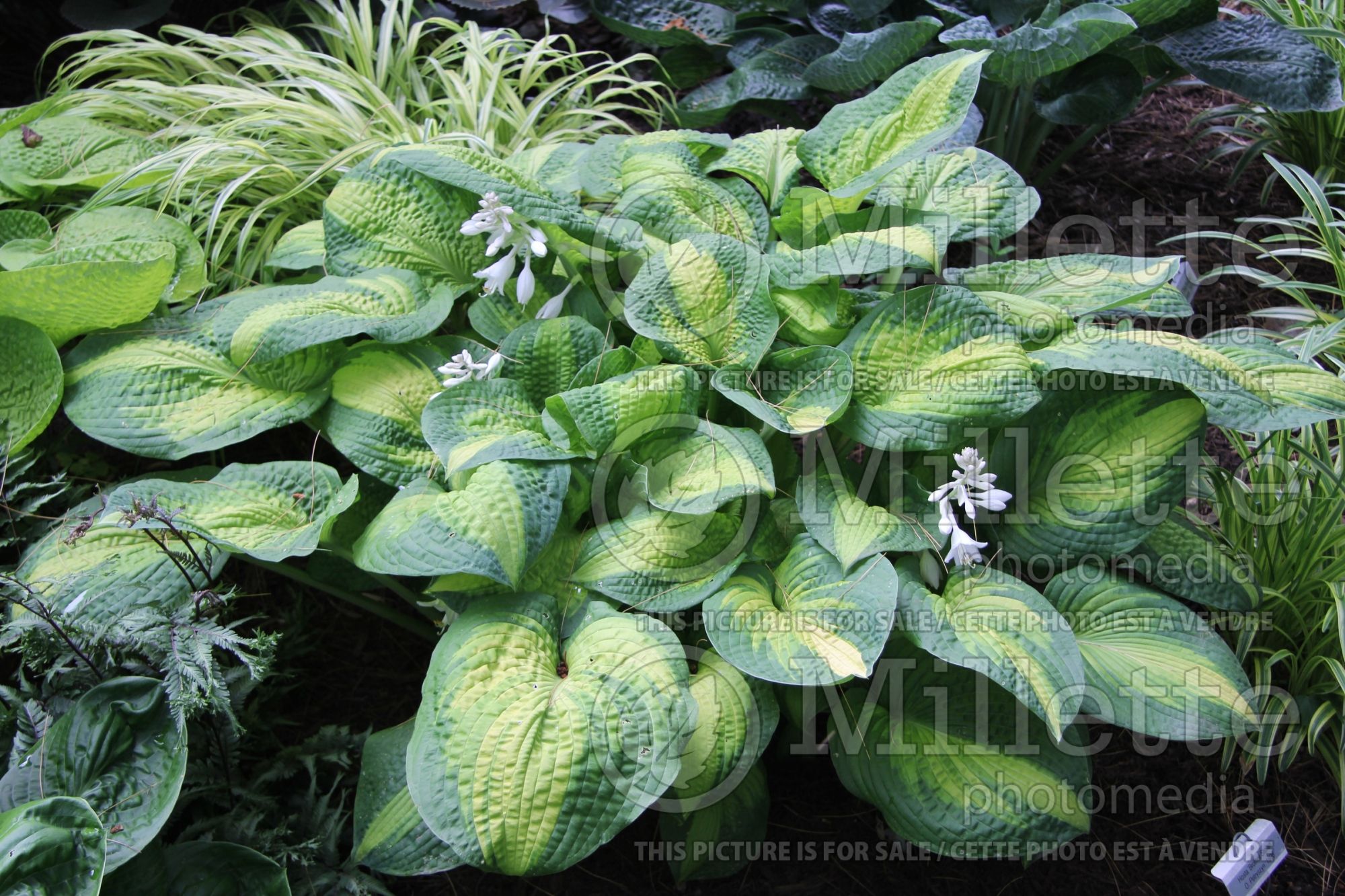 Hosta Brother Stefan (Hosta funkia august lily) 6