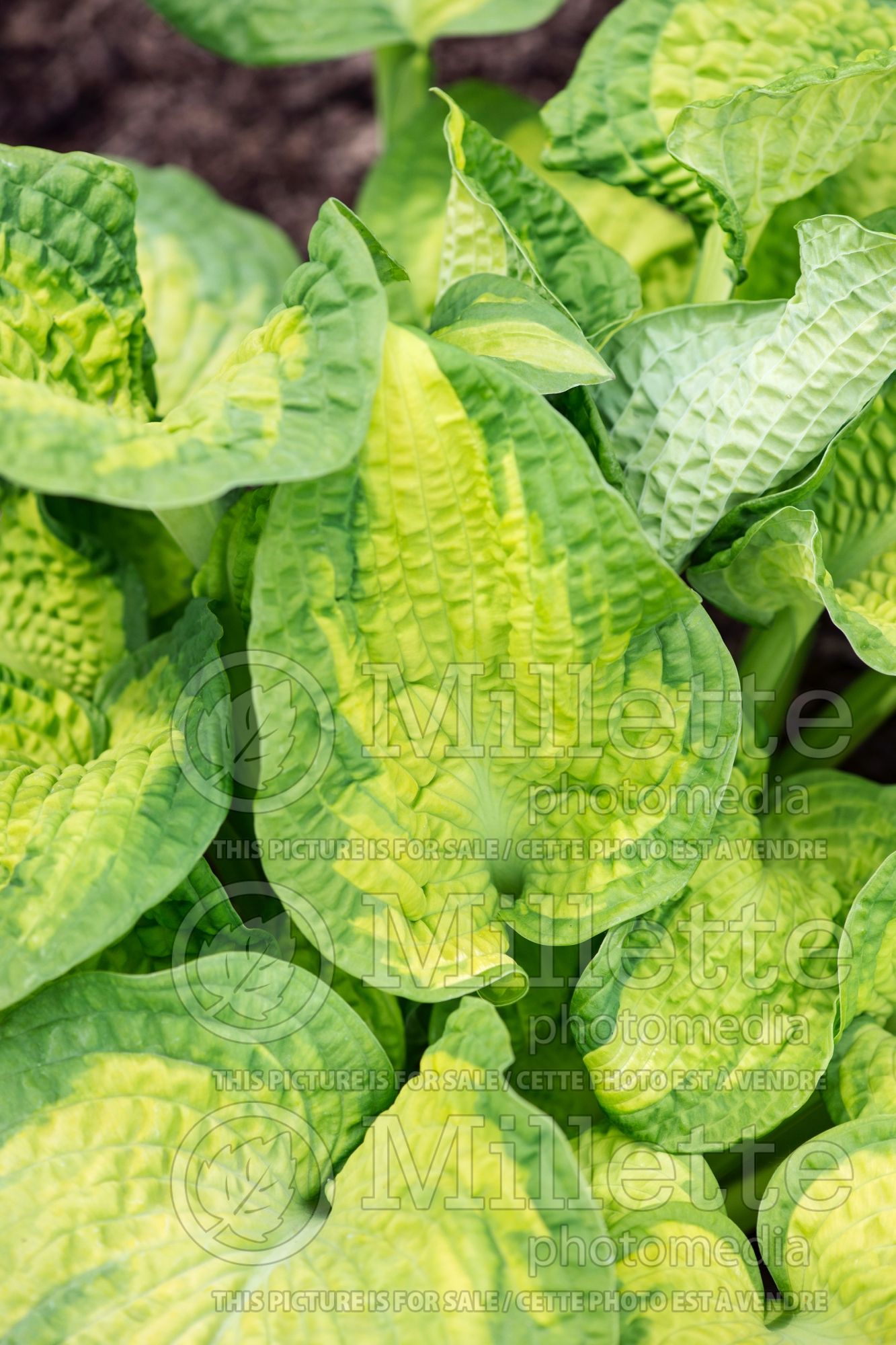 Hosta Brother Stefan (Hosta funkia august lily) 10