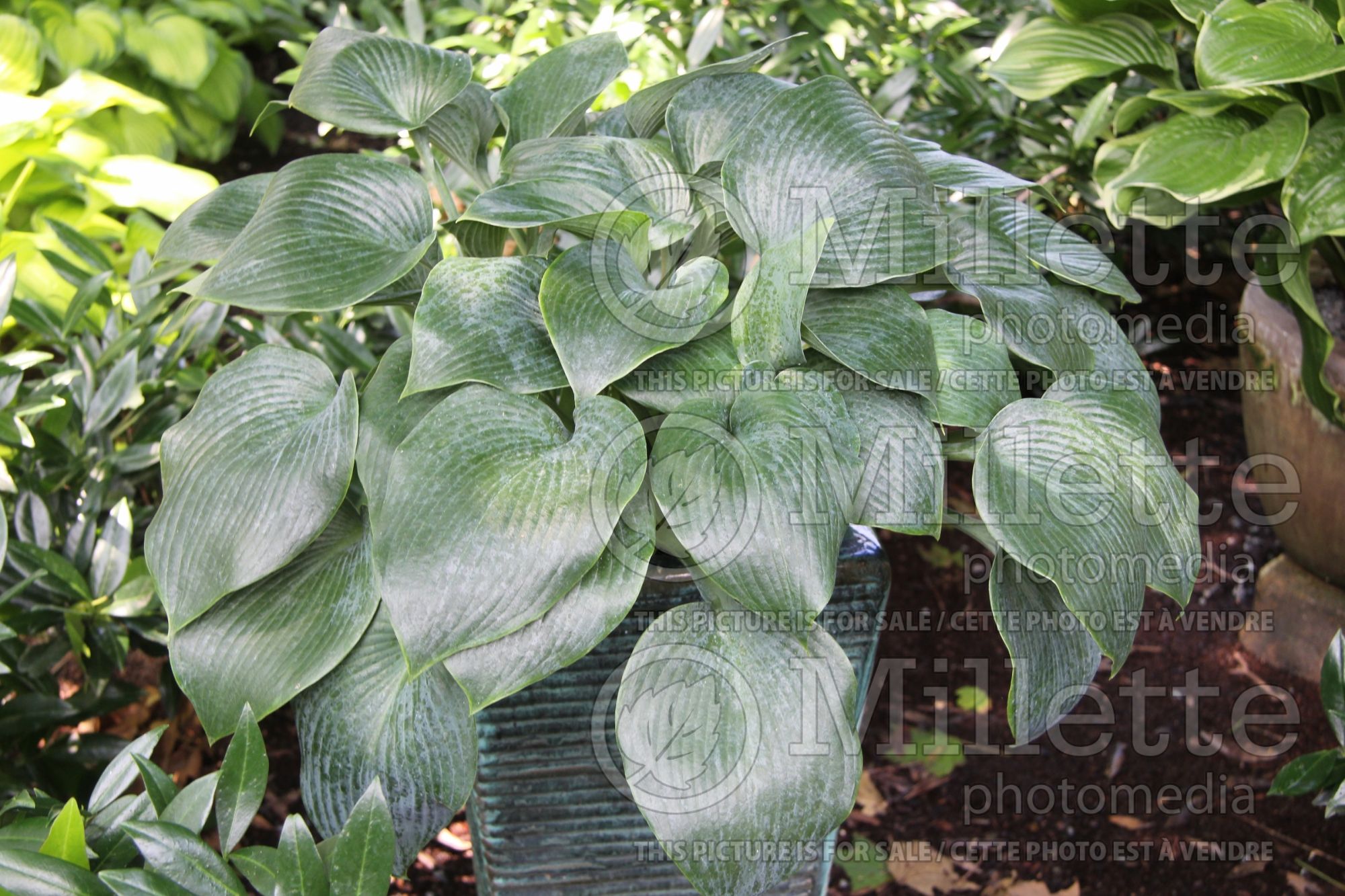 Hosta Bullet Proof (Hosta funkia august lily) 1