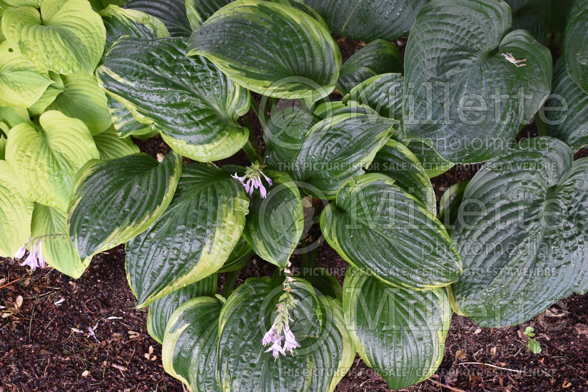 Hosta Capitol Hill (Hosta funkia august lily) 1