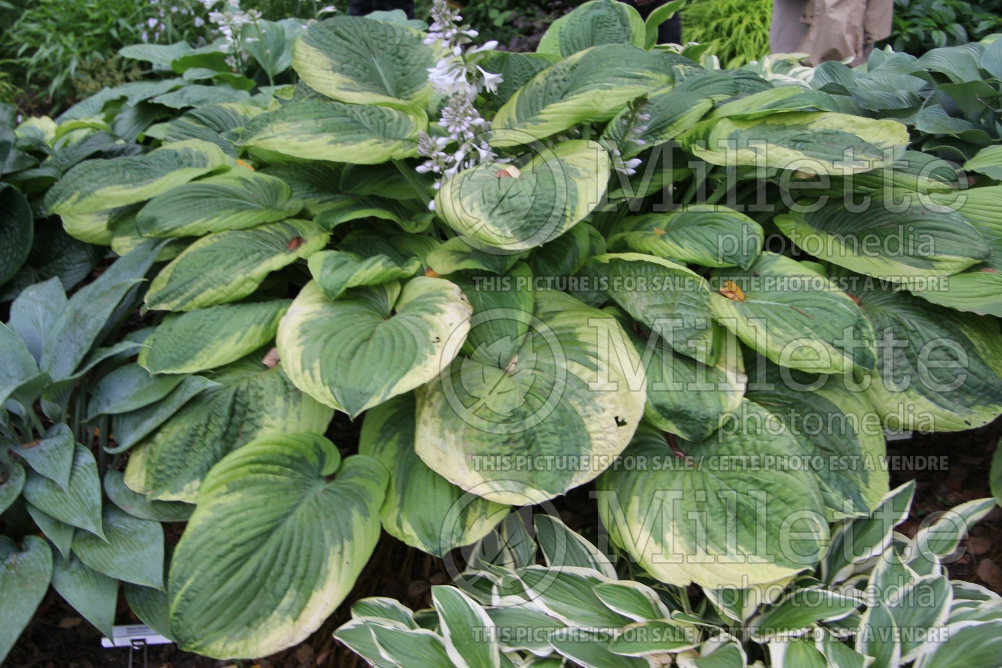 Hosta Celestial (Hosta funkia august lily) 1