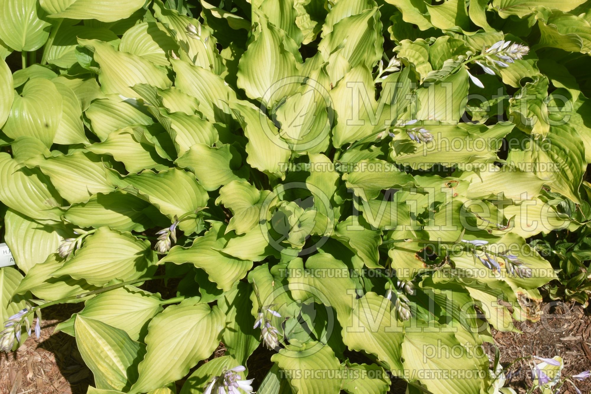 Hosta Celtic Dancer (Hosta funkia august lily) 1