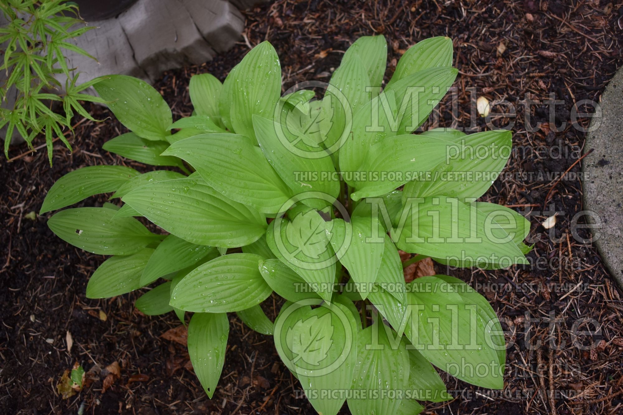 Hosta Cherry Tart (Hosta funkia august lily) 2