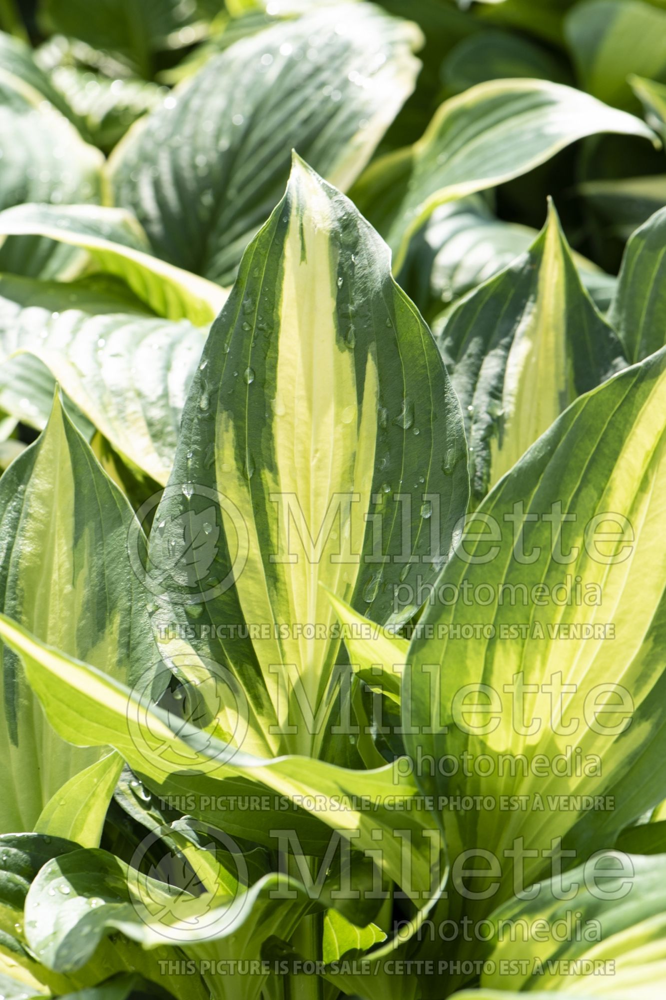 Hosta Christmas Candy (Hosta funkia august lily) 4