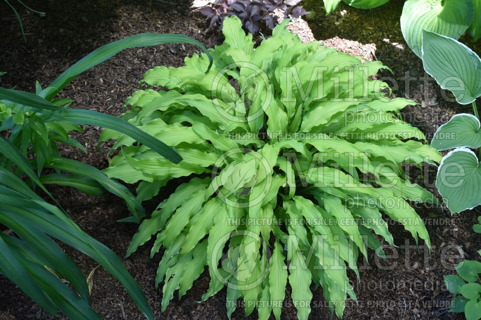 Hosta Curly Fries (Hosta funkia august lily) 8