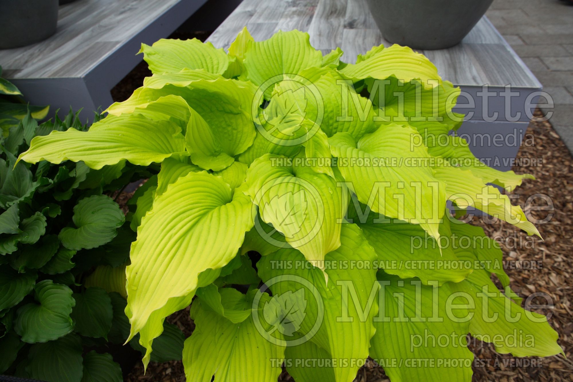 Hosta Dancing Queen (Hosta funkia august lily) 7