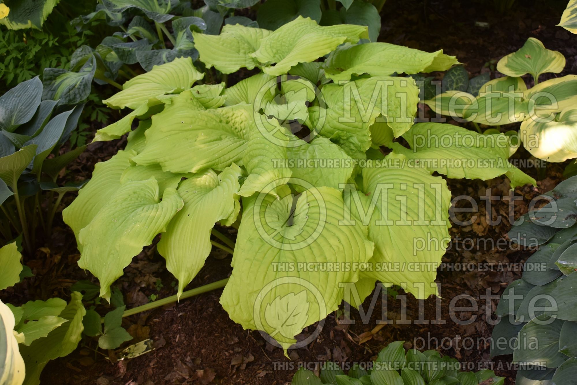 Hosta Dancing Queen (Hosta funkia august lily) 6