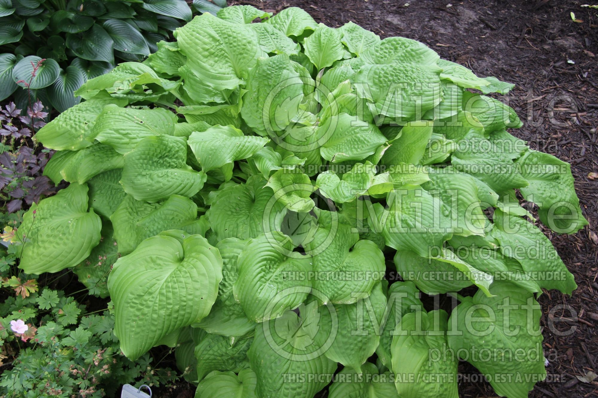Hosta Dawn's Early Light (Hosta funkia august lily) 1