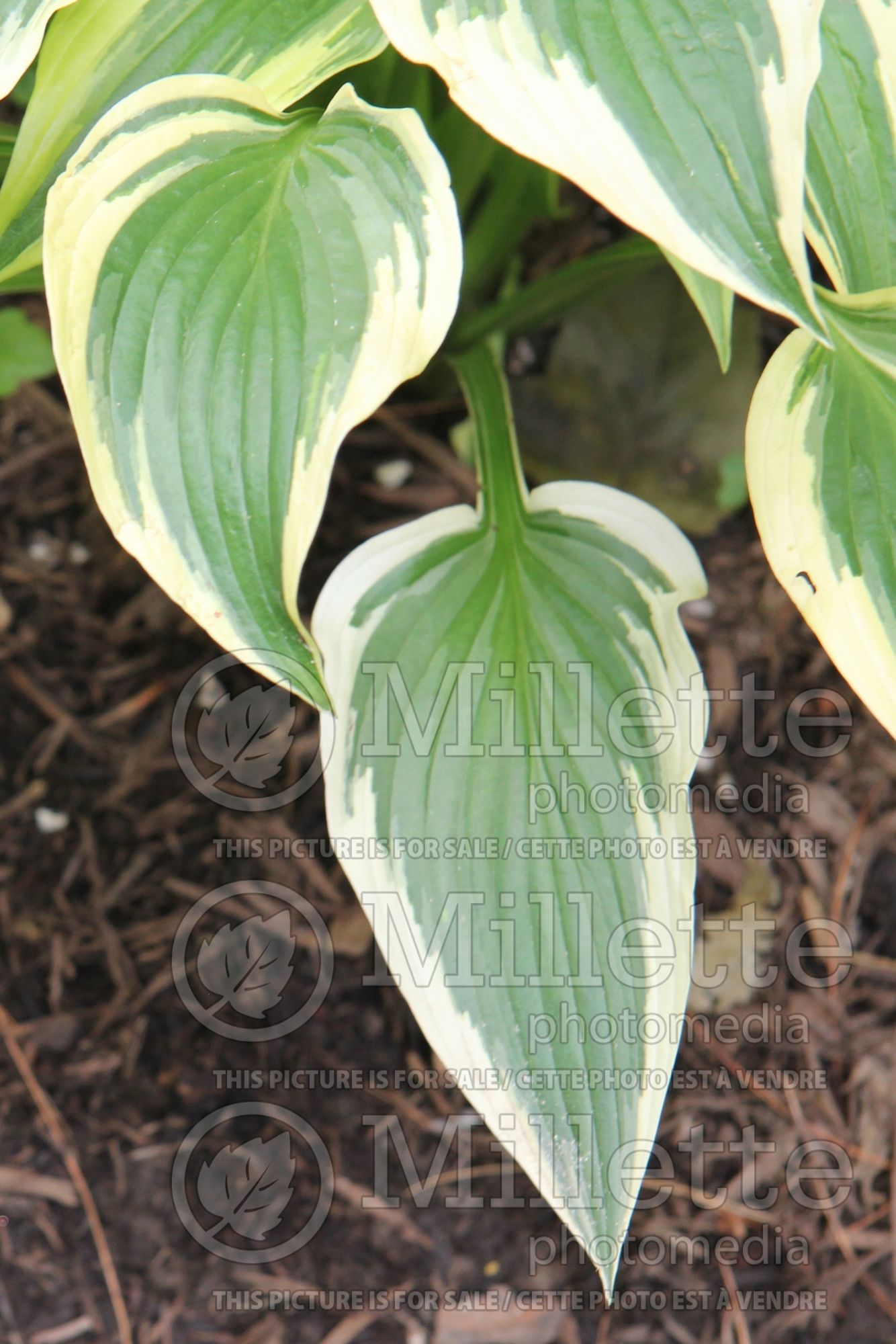 Hosta Deep Space Nine (Hosta funkia august lily) 1