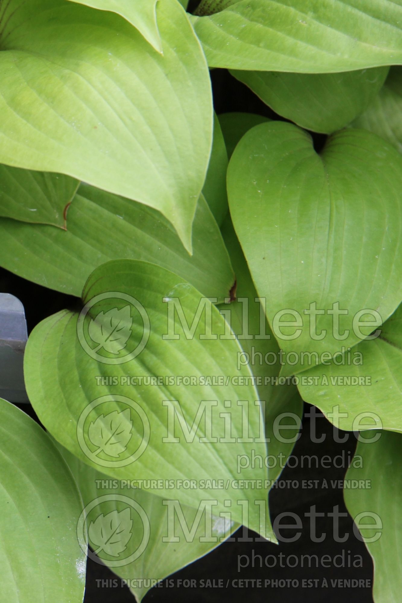 Hosta Designer Genes (Hosta funkia august lily) 3