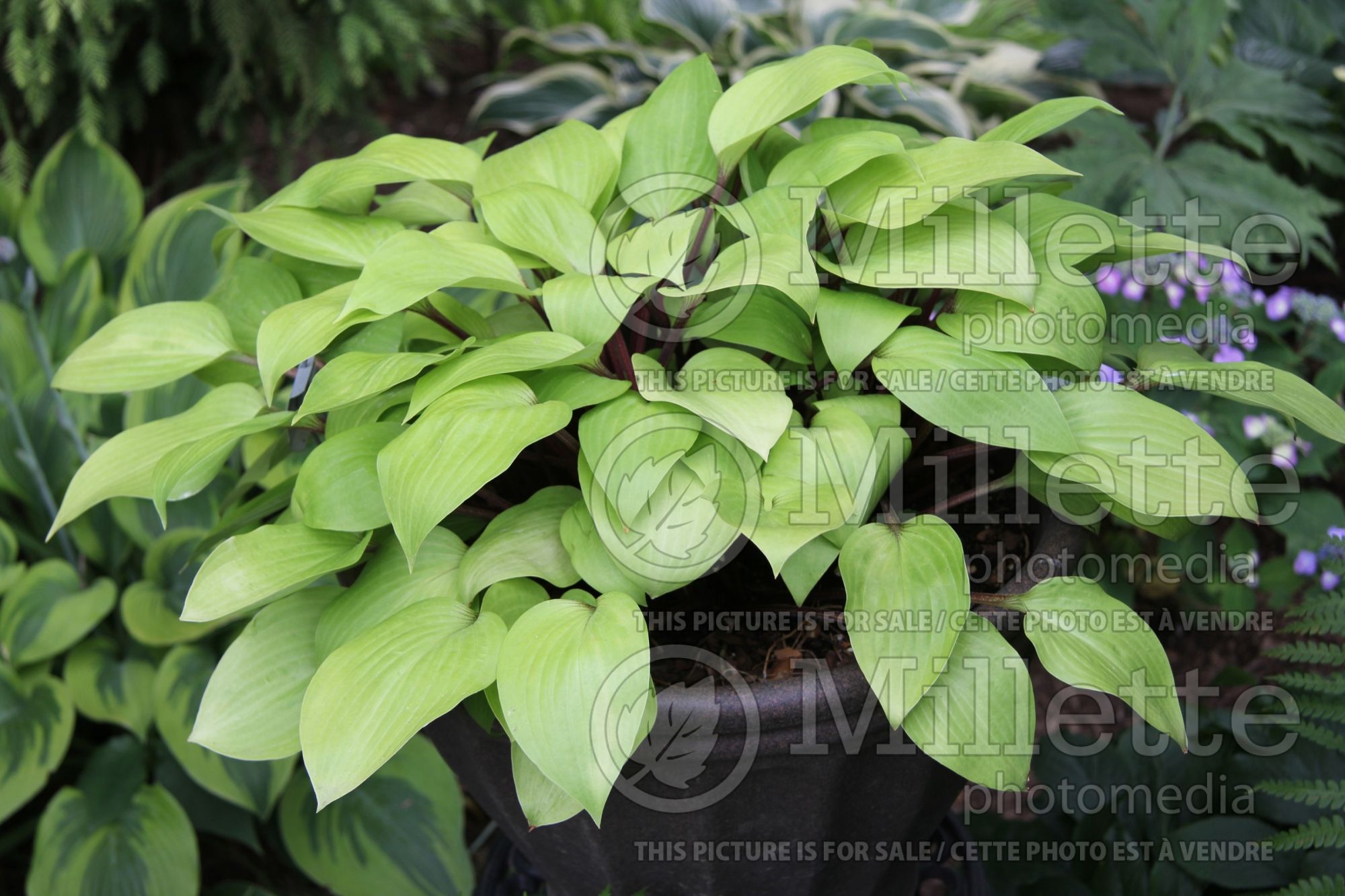 Hosta Designer Genes (Hosta funkia august lily) 2
