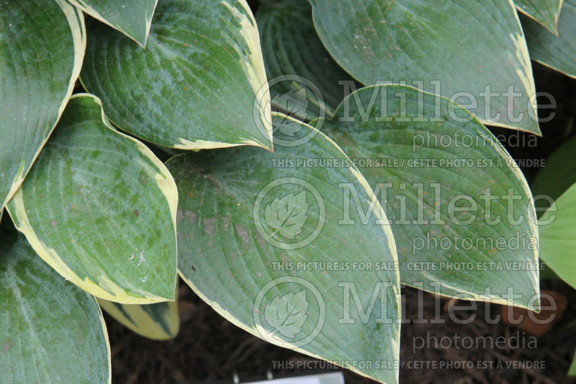 Hosta Dress Blues (Hosta funkia august lily) 1