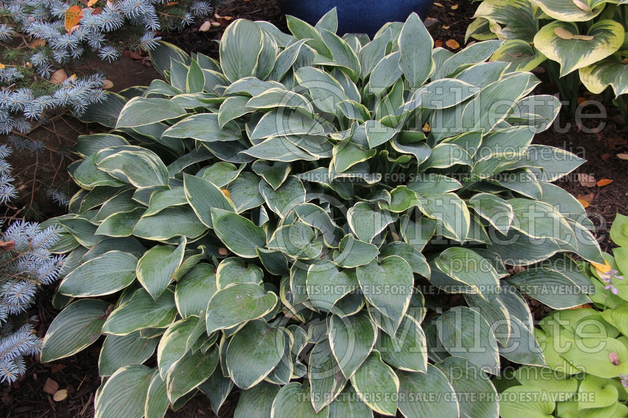 Hosta Dress Blues (Hosta funkia august lily) 2