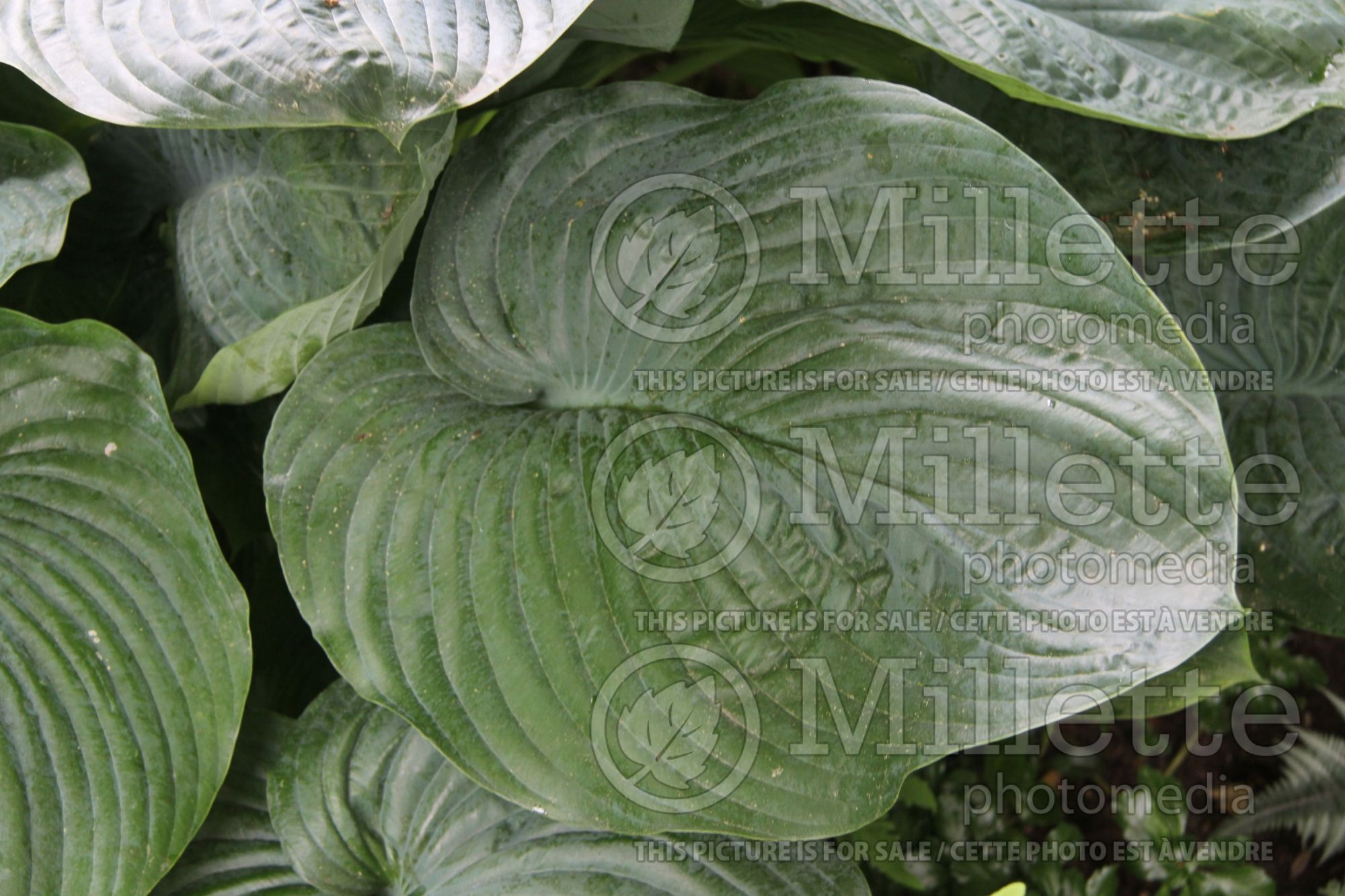 Hosta Empress Wu (Hosta funkia august lily) 7