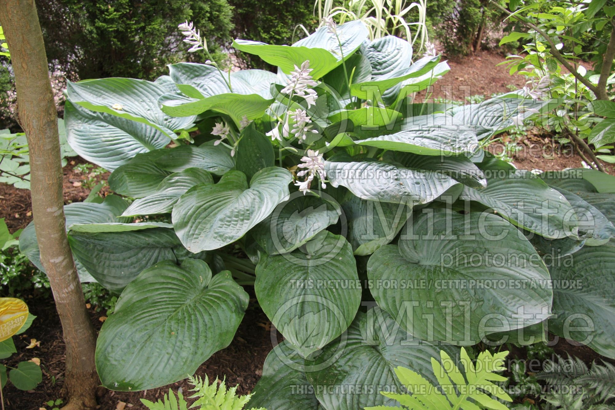 Hosta Empress Wu (Hosta funkia august lily) 8