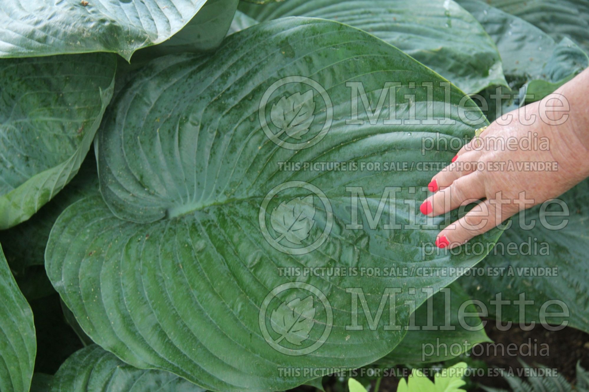 Hosta Empress Wu (Hosta funkia august lily) 9