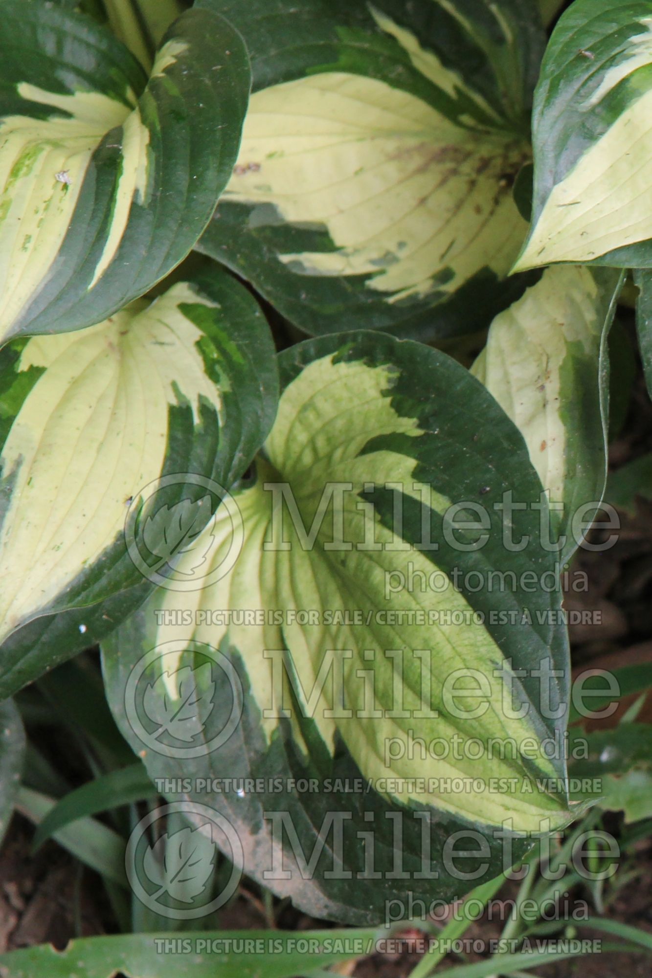 Hosta Eternal Flame (Hosta funkia august lily) 3