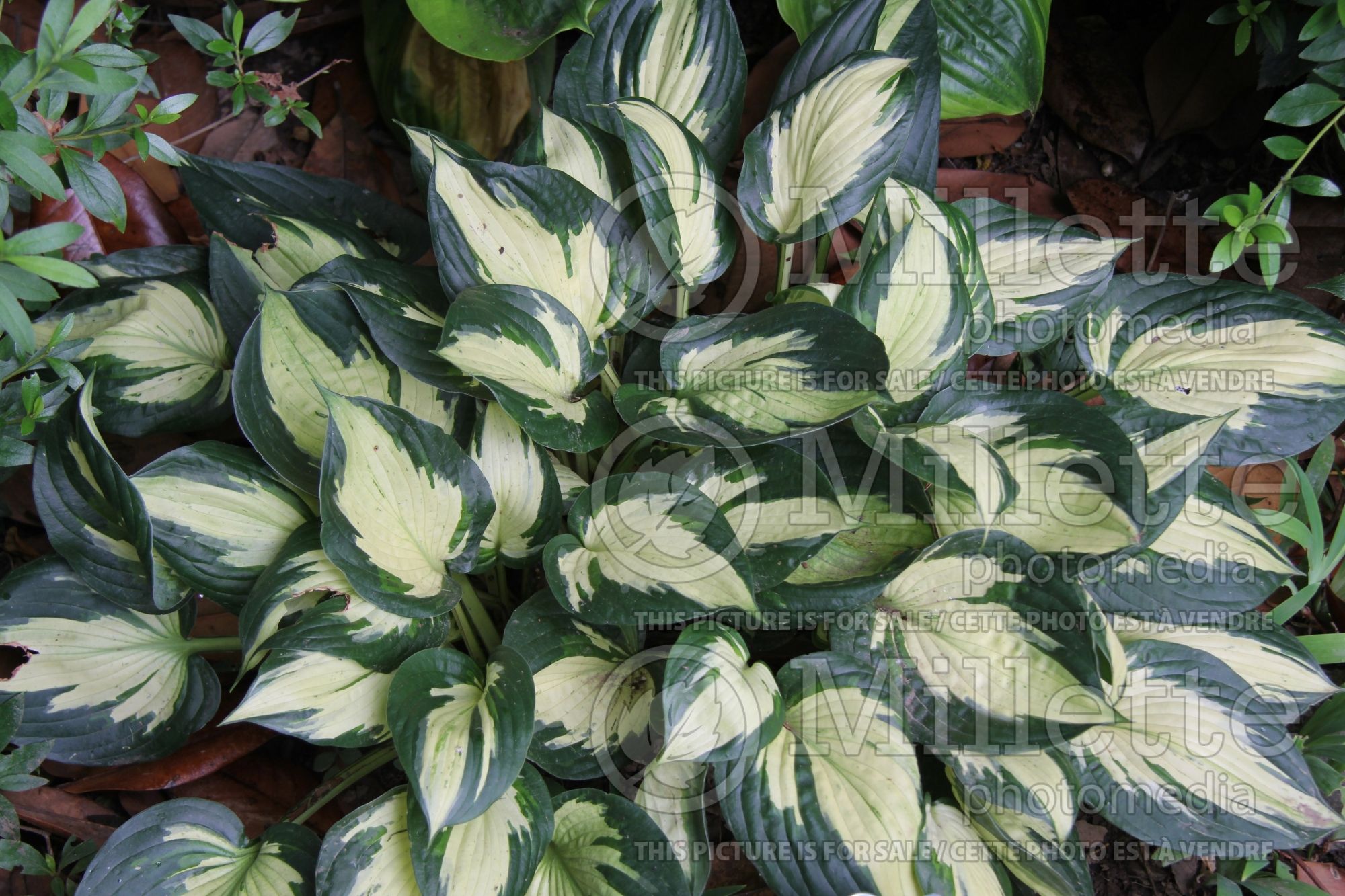 Hosta Eternal Flame (Hosta funkia august lily) 4