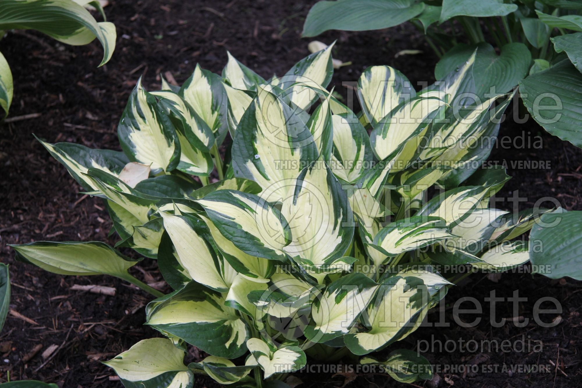 Hosta Eternal Flame (Hosta funkia august lily) 5