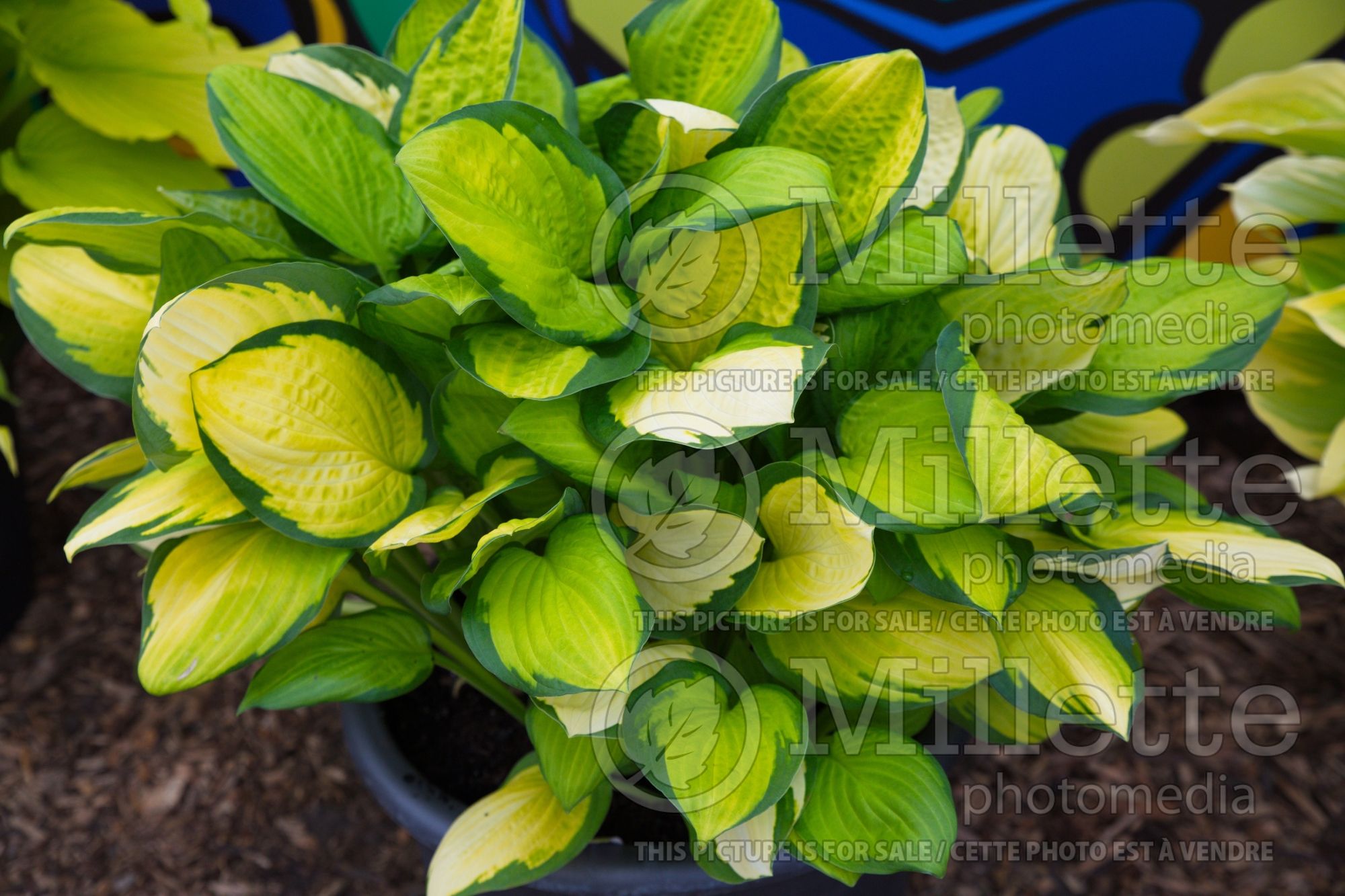 Hosta Fan Dance (Hosta funkia august lily) 1