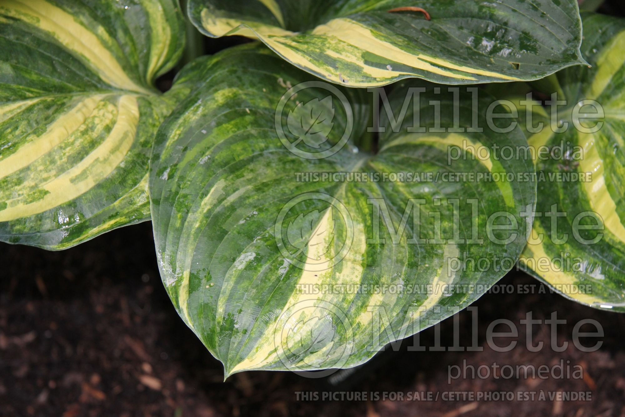Hosta Fickle Blue Genes (Hosta funkia august lily) 1